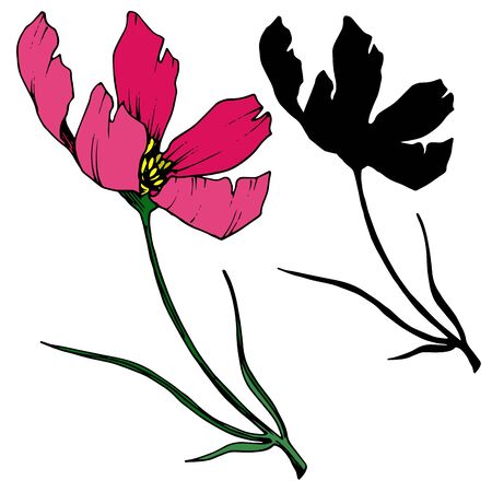 Vector Cosmos floral botanical flowers. Black and white engraved ink art. Isolated cosmea illustration element.のイラスト素材
