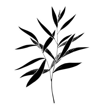 Vector Eucalyptus leaves branch. Exotic tropical hawaiian summer. Leaf plant botanical floral foliage. Black and white engraved ink art. Isolated branches illustration element.のイラスト素材