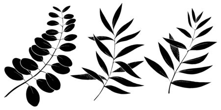 Vector Eucalyptus leaves branch. Exotic tropical hawaiian summer. Leaf plant botanical floral foliage. Black and white engraved ink art. Isolated branches illustration element.のイラスト素材