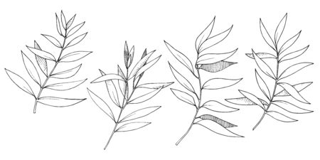 Vector Eucalyptus leaves branch. Exotic tropical hawaiian summer. Leaf plant botanical floral foliage. Black and white engraved ink art. Isolated branches illustration element.のイラスト素材