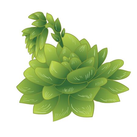 Vector green succulent tropical flower. Floral botanical flower. Isolated illustration element. Vector wildflower for background, texture, wrapper pattern, frame or border.のイラスト素材