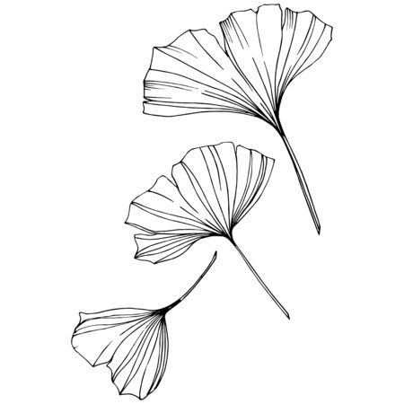 Vector. Ginkgo leaf. Plant botanical garden. Isolated ginkgo illustration element on white background.のイラスト素材