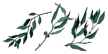Vector Eucalyptus tree leaves. Black and white engraved ink art. Isolated eucalyptus illustration element.のイラスト素材