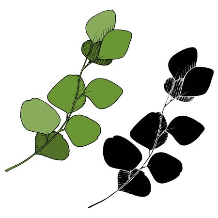 Vector Eucalyptus leaves branch. Black and white engraved ink art. Isolated branches illustration element.のイラスト素材