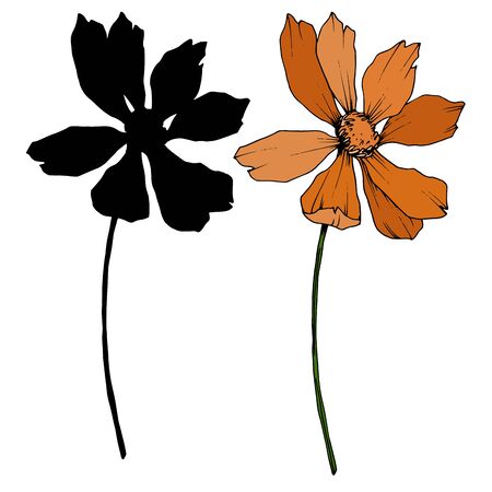 Vector Cosmos floral botanical flowers. Black and white engraved ink art. Isolated cosmea illustration element.のイラスト素材