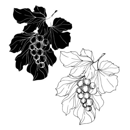 Vector Grape berry healthy food. Black and white engraved ink art. Isolated grape illustration element.のイラスト素材