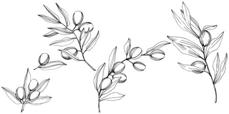 Olive tree in a vector style isolated. Black and white engraved ink art. Full name of the plant: Branches of an olive tree. Vector olive tree for background, texture, wrapper pattern, frame or border.のイラスト素材