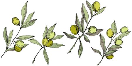 Olive tree in a vector style isolated. Green engraved ink art.のイラスト素材