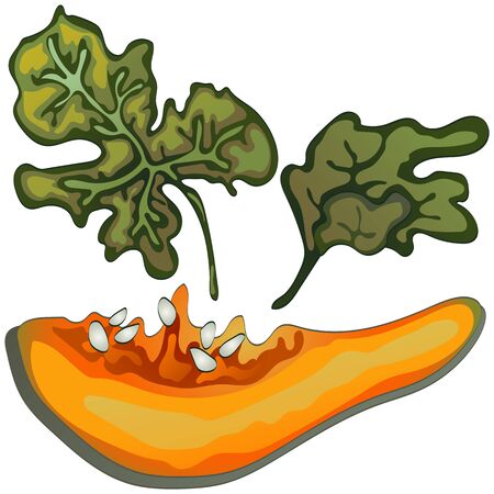 Autumn harvest. Pumpkins. Vector illustration on a white background executed in a realistic style.のイラスト素材