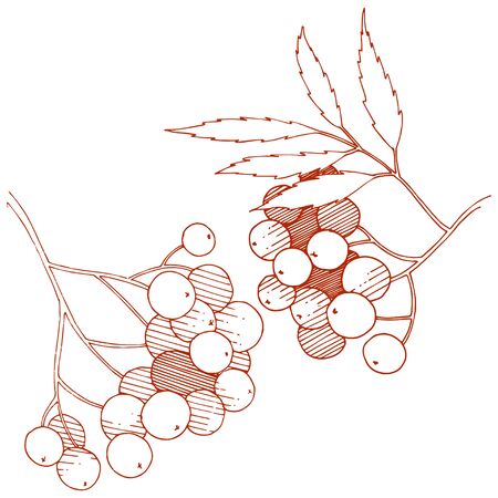 Vector autumn red sorbus plant. Berry plant botanical garden floral foliage. Isolated illustration element.のイラスト素材