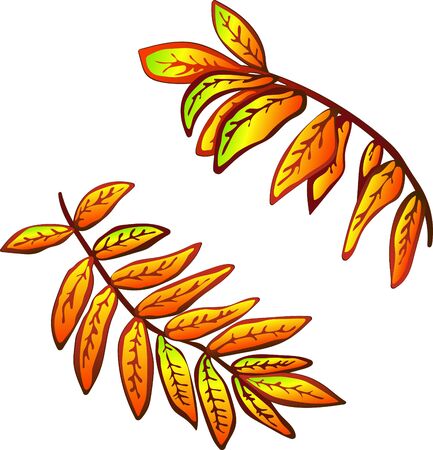 Vector autumn yellow sorbus leaves. Leaf plant botanical garden floral foliage. Isolated illustration element. Vector leaf for background, texture, wrapper pattern, frame or border.のイラスト素材