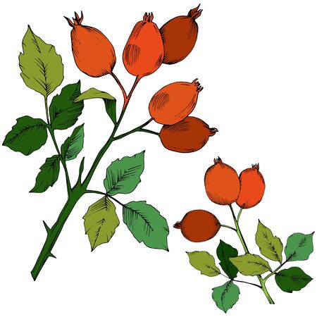 Vector autumn red rose hip plant. Plant botanical garden floral foliage. Isolated illustration element. Vector leaf for background, texture, wrapper pattern, frame or border.のイラスト素材