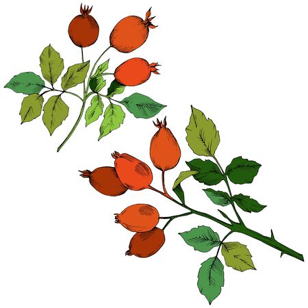 Vector autumn red rose hip plant. Plant botanical garden floral foliage. Isolated illustration element. Vector leaf for background, texture, wrapper pattern, frame or border.のイラスト素材