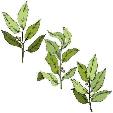 Vector green laurus leaf. Leaf plant botanical garden floral foliage. Isolated illustration element.のイラスト素材
