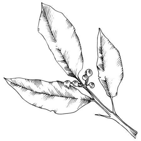 Vector laurus leaf. Leaf plant botanical garden floral foliage. Isolated illustration element.のイラスト素材