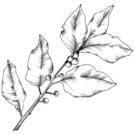 Vector laurus leaf. Leaf plant botanical garden floral foliage. Isolated illustration element.のイラスト素材