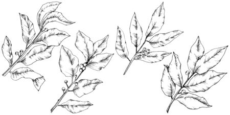 Vector laurus leaf. Leaf plant botanical garden floral foliage. Isolated illustration element. Black and white engraved ink art. Vector leaf for background, texture, wrapper pattern, frame or border.のイラスト素材