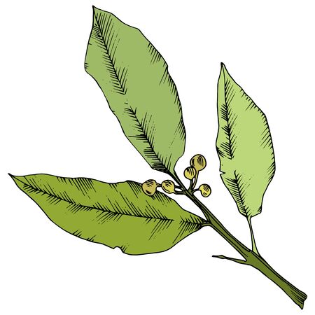 Vector green laurus leaf. Leaf plant botanical garden floral foliage. Isolated illustration element. Vector leaf for background, texture, wrapper pattern, frame or border.のイラスト素材