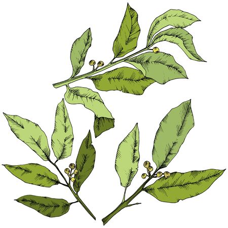 Vector green laurus leaf. Leaf plant botanical garden floral foliage. Isolated illustration element.のイラスト素材