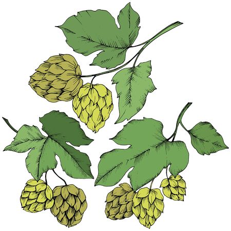 Black and white engraved ink art. Green leaf. Leaf plant botanical garden floral foliage.Isolated humulus illustration element.のイラスト素材