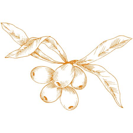 Orange hippophae plant. Vector icon on white background.のイラスト素材
