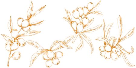 Orange hippophae plant. Vector icon on white background.のイラスト素材