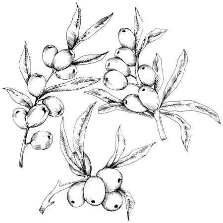 Hippophae plant vector icon on white background.のイラスト素材