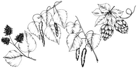 Vector autumn leaves. Leaf plant botanical garden floral foliage. Isolated illustration element. Vector leaf for background, texture, wrapper pattern, frame or border.のイラスト素材