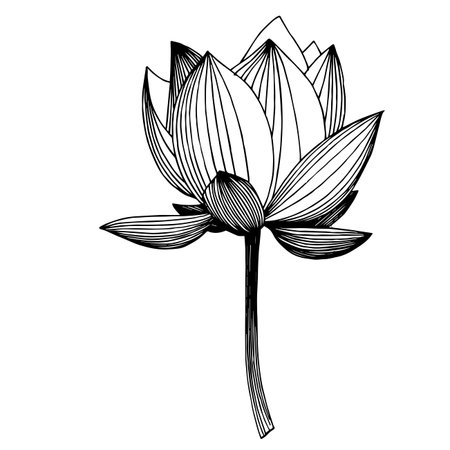 Vector Lotus floral botanical flower. Black and white engraved ink art. Isolated lotus illustration element.のイラスト素材