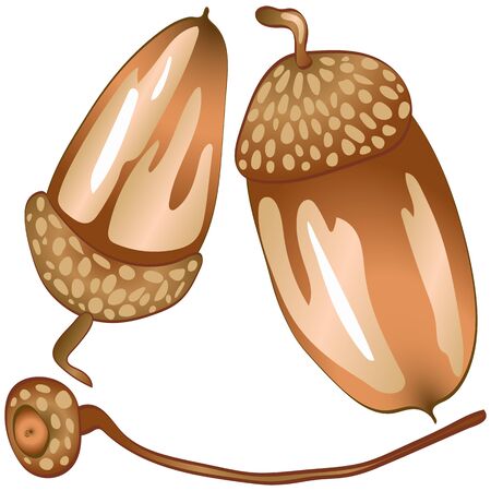Vector autumn brown an acorn oak plant. Acorn plant botanical garden floral foliage. Isolated illustration element.のイラスト素材