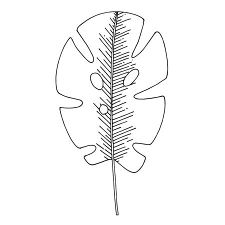 Vector Exotic tropical hawaiian summer. Black and white engraved ink art. Isolated leaves illustration element.のイラスト素材