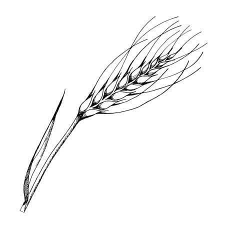 Vector ear of wheat. Black and white engraved ink art. Isolated spica illustration element.のイラスト素材