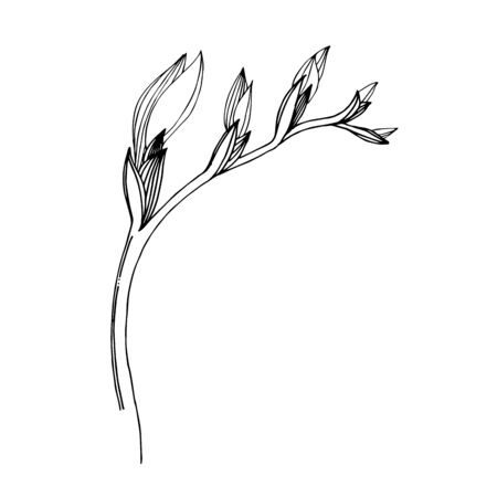 Vector Freesia floral botanical flower. Black and white engraved ink art. Isolated freesia illustration element.のイラスト素材