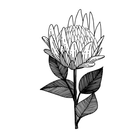 Vector Exotic tropical hawaiian summer flower. Black and white engraved ink art. Isolated flowers illustration element.のイラスト素材