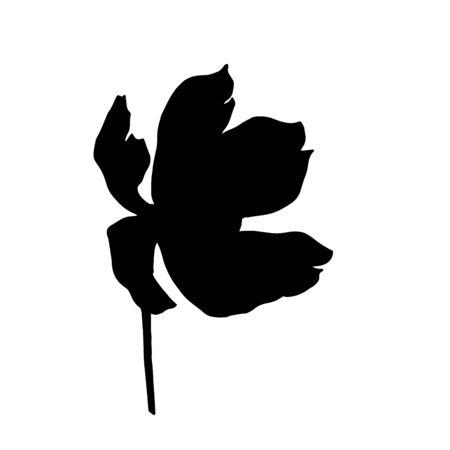 Vector Cosmos floral botanical flowers. Wild spring leaf wildflower isolated element. Black and white engraved ink art. Isolated cosmea illustration element.のイラスト素材