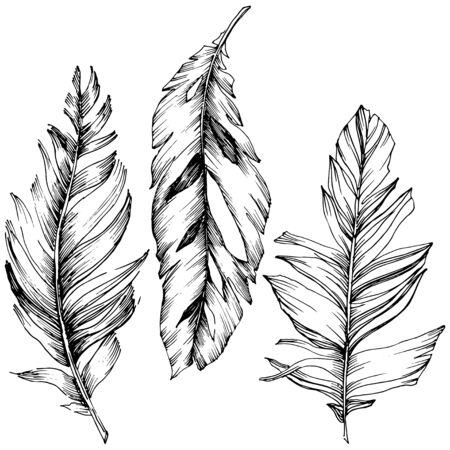 Vector bird feather from wing isolated. Isolated illustration element. Black and white engraved ink art.のイラスト素材