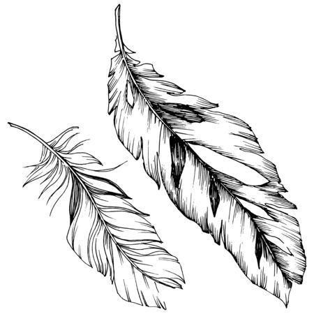 Vector bird feather from wing isolated. Isolated illustration element. Black and white engraved ink art.のイラスト素材
