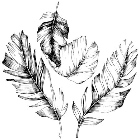 Vector bird feather from wing isolated. Isolated illustration element. Vector feather for background, texture, wrapper pattern, frame or border. Black and white engraved ink art.のイラスト素材
