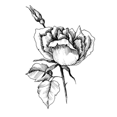 Vector Rose floral botanical flower. Black and white engraved ink art. Isolated roses illustration element.のイラスト素材