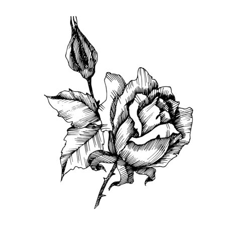 Vector Rose floral botanical flower. Black and white engraved ink art. Isolated roses illustration element.のイラスト素材