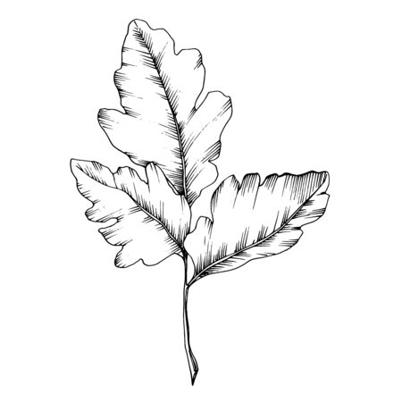 Vector Sorbus leaf. Black and white engraved ink art. Isolated sorbus illustration element.のイラスト素材