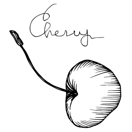 Vector Cherry healthy food. Black and white engraved ink art. Isolated berry illustration element.のイラスト素材