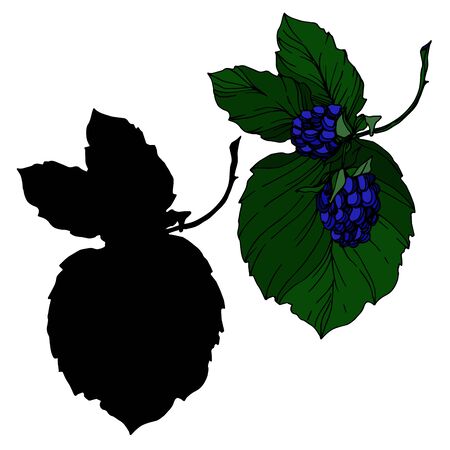 Blackberry healthy food. Black and white engraved ink art. Isolated blackberry illustration element.のイラスト素材
