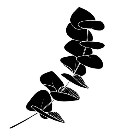 Vector Eucalyptus leaves branch. Black and white engraved ink art. Isolated branches illustration element.のイラスト素材