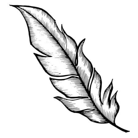 Vector Bird feather from wing isolated. Black and white engraved ink art. Isolated feathers illustration element.のイラスト素材