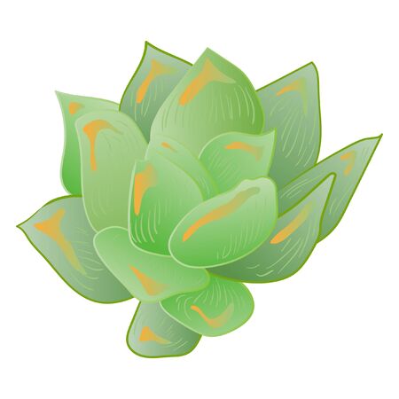 Vector Succulent floral botanical flower. Black and white engraved ink art. Isolated succulents illustration element.のイラスト素材