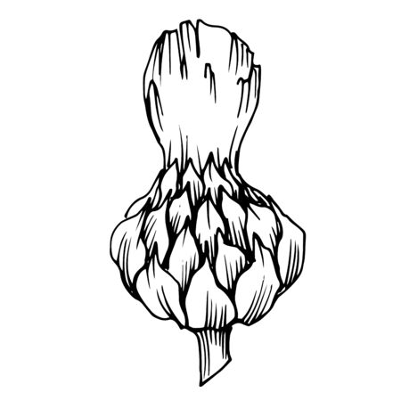 Vector Herbal floral foliage. Black and white engraved ink art. Isolated herbal illustration element.のイラスト素材