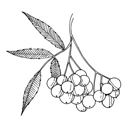 Vector Sorbus branch with berry and leaves. Black and white engraved ink art. Isolated rowan illustration element.のイラスト素材