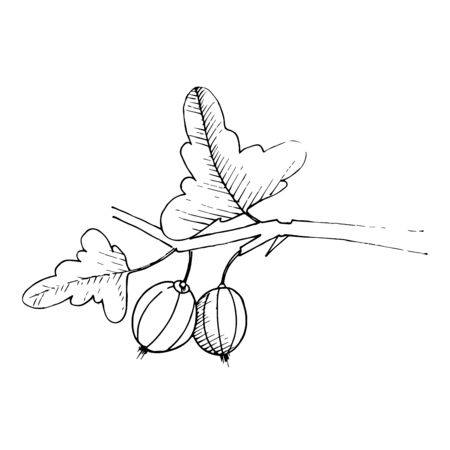 Vector Gooseberry branch. Black and white engraved ink art. Isolated gooseberry illustration element.のイラスト素材