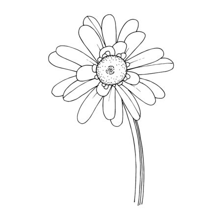 Vector gerbera floral botanical flower. Black and white engraved ink art. Isolated gerbera illustration element.のイラスト素材